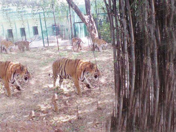 Private Bannerghatta National Park Day Excursion - Itinerary Details