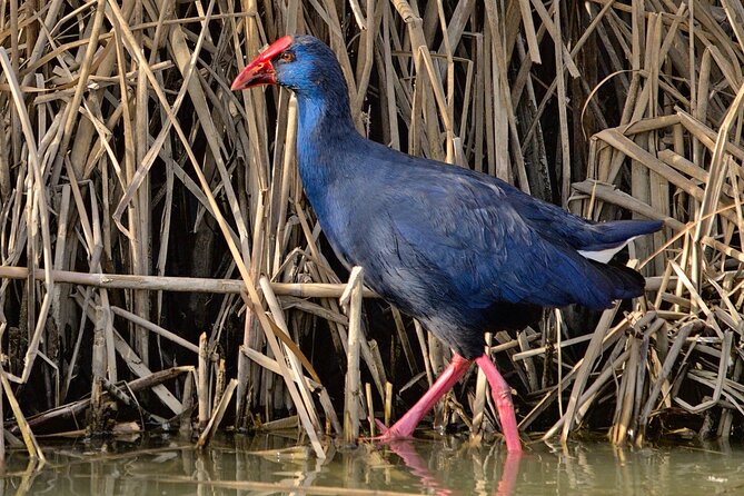 Private Birding & Photography Day Trip to Doñana - Expert Guides and Their Knowledge