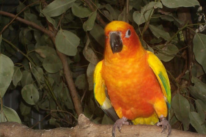 PRIVATE Blue Mountains 1 Day Tour With Wildlife Park & River Cruise - Tour Experience and Feedback