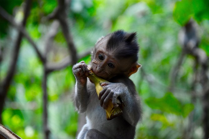 Private Customized Trip to Ubud - Inclusions and Pricing Details