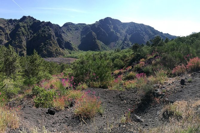 Private Day Tour to Vesuvius, Herculaneum & Pompeii With Pick up - Logistics and Availability