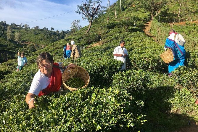 Private Day Trip: Horton Plains and Pedro Tea Factory From Nuwara Eliya - Pricing and Group Information