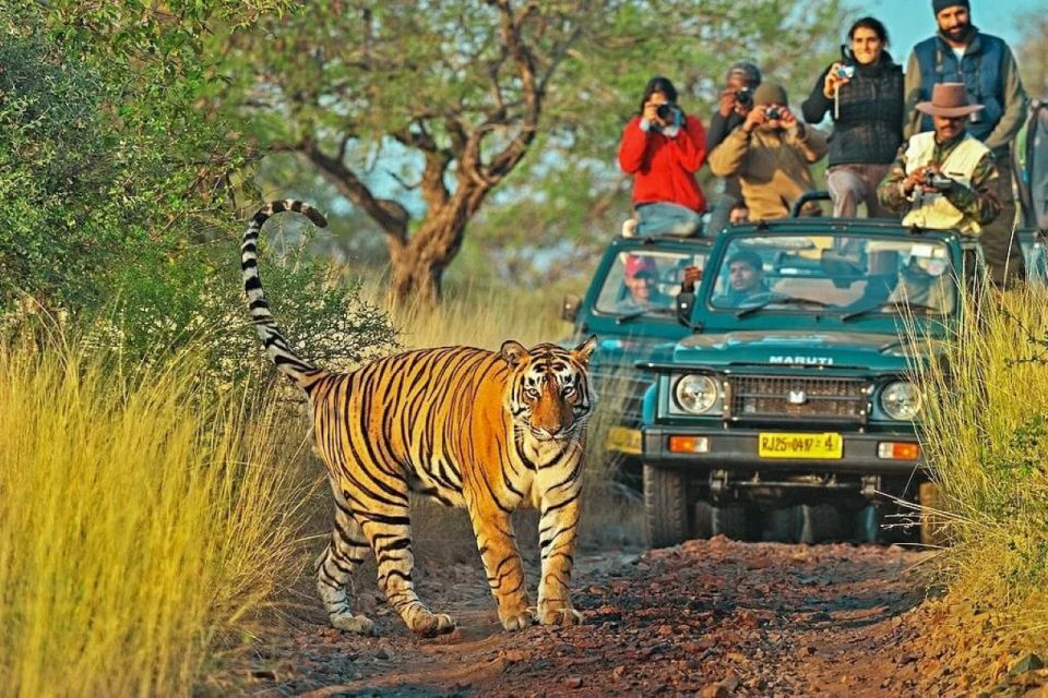 Private Guided Ranthambore National Park Tour From Jaipur - Safari Experience