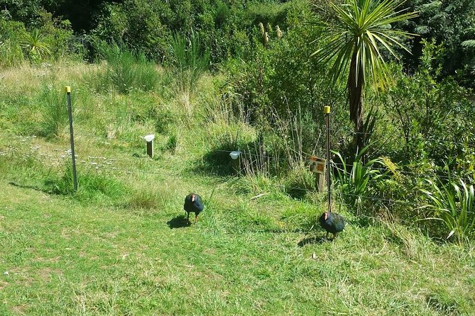 Private Kapiti Coast Full Day Tour - Accessibility Features