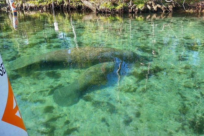 Private Manatee Swim for up to 6 With In-Water Divemaster/Photographer - Accessibility and Requirements