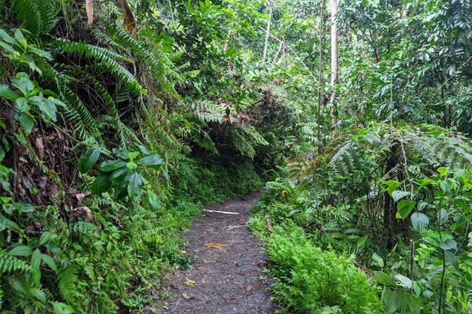 Private MEGA El Yunque Full Day Tour: Rainforest, Rivers, Beaches - Experience With Professor Nat