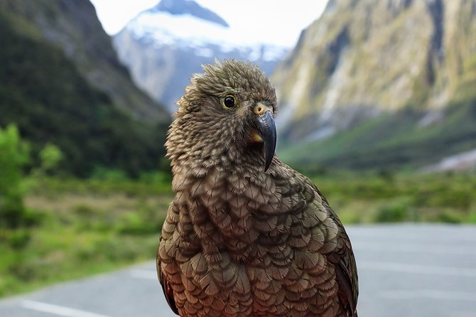 Private Milford Sound Tour With Cruise & Lunch From Te Anau - Pickup Location Options