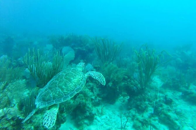 Private Morning or Afternoon Snorkeling Tour From Fajardo - Food and Beverages