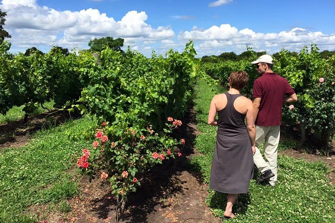 Private Mvd Winery Visit and Paired Lunch With Wines - Inclusions and Logistics