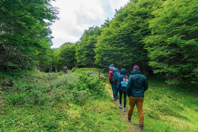 Private Patagonian Forest Hike in Punta Arenas: 4 Hour - Customer Feedback and Ratings