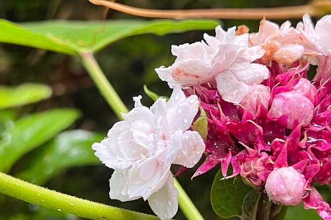 Private Rainforest Hike to Hidden Waterfall Tour With Transport - Meeting and Pickup Details