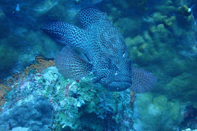 Private Rincon Snorkeling Adventure - Health and Safety Guidelines