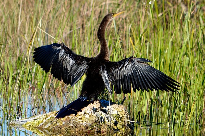 Private River Of Grass Everglades Airboat Adventure - Accessibility Features