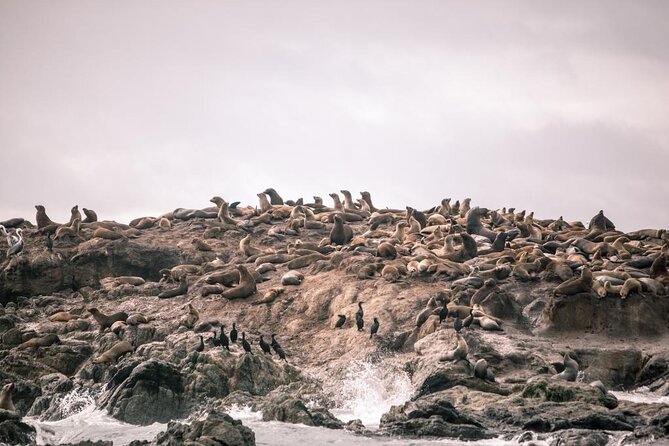 Private Sailing Tour of Bodega Bay - What to Expect