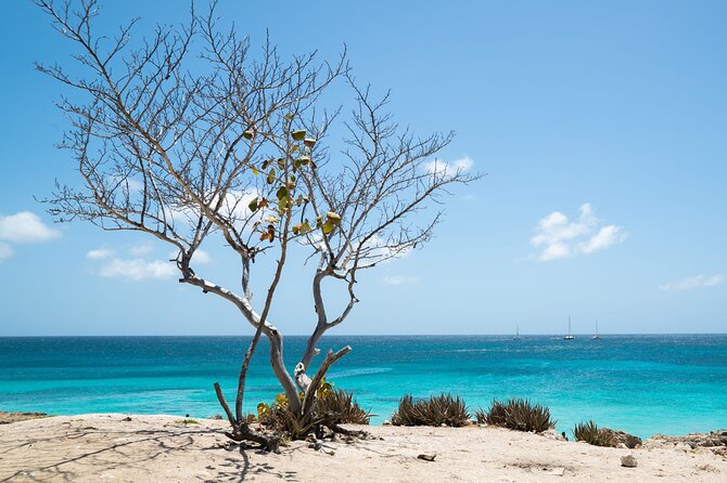 Private Snorkel With 2 Stops in Aruba - Eco-Friendly! - Snorkeling Experience