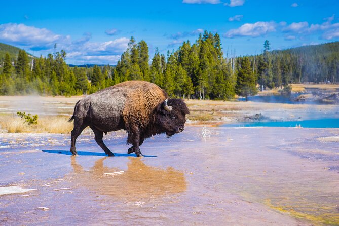 Private Yellowstone Tour: Thermal Features & Waterfalls + Lunch! - Meeting and Pickup Details