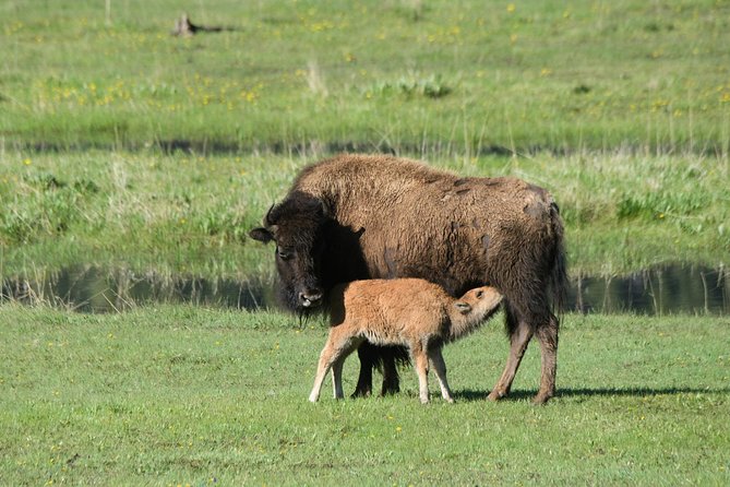 Private Yellowstone Wildlife Sightseeing Tour - Meeting and Pickup Details