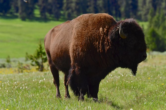 Private Yellowstone Wolf Watching & Wildlife Safari + Lunch - Expert Guided Tours