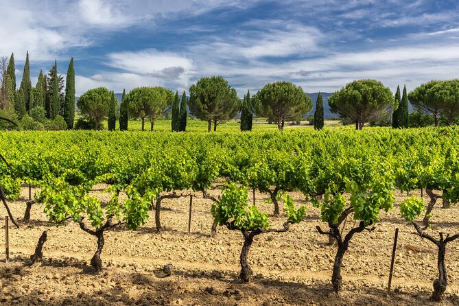 Provence Day Trip With Cassis Village Boat Ride and Local Wine Tasting From Aix - Traveler Experiences