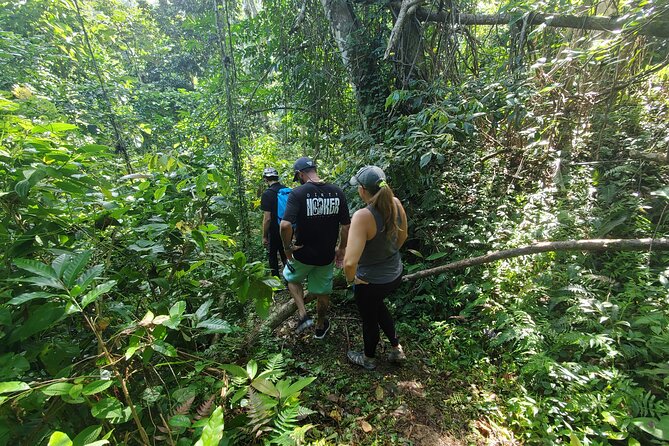 Puerto Rico Tour to El Yunque Rainforest Hiking to Waterfall - Hiking Through the Rainforest