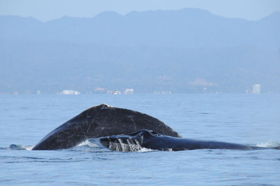 Puerto Vallarta: Humpback Whale Research Adventure Tour - Research Project Participation