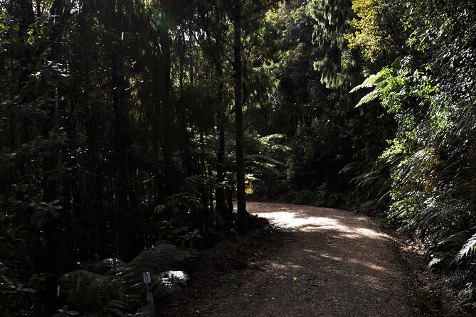 Puketi Rainforest Guided Walks .This Is Not a Shore Excursion Product . - Inclusions and Amenities