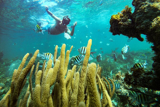 Punta Cana Adult Only Coral Nursery Snorkeling With Seafood Lunch - Seafood Lunch and Dietary Options