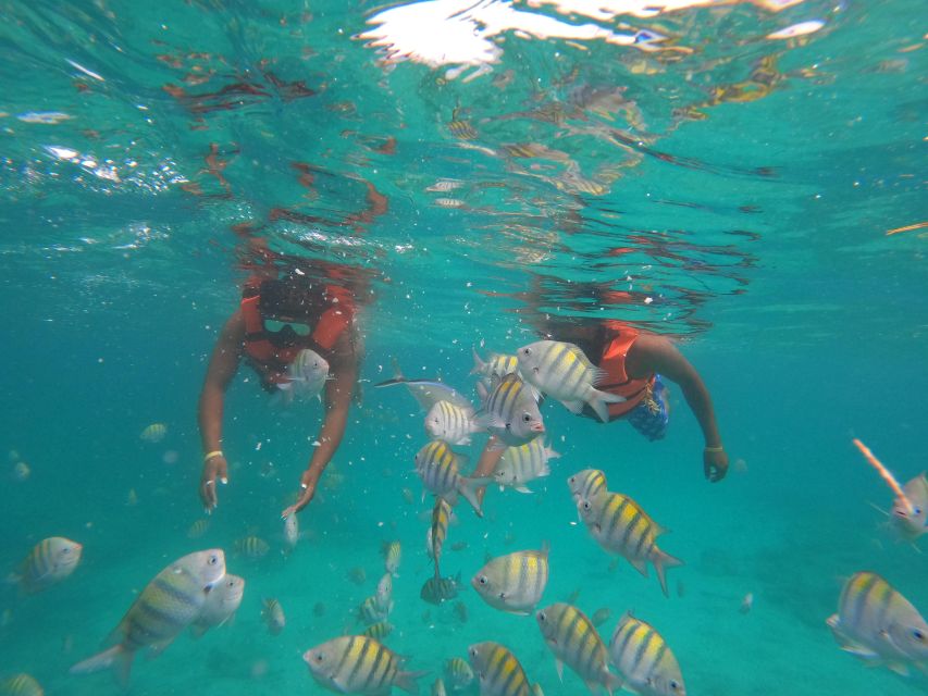 Punta Cana: Speedboat and Snorkeling Adventure - Marine Life Exploration