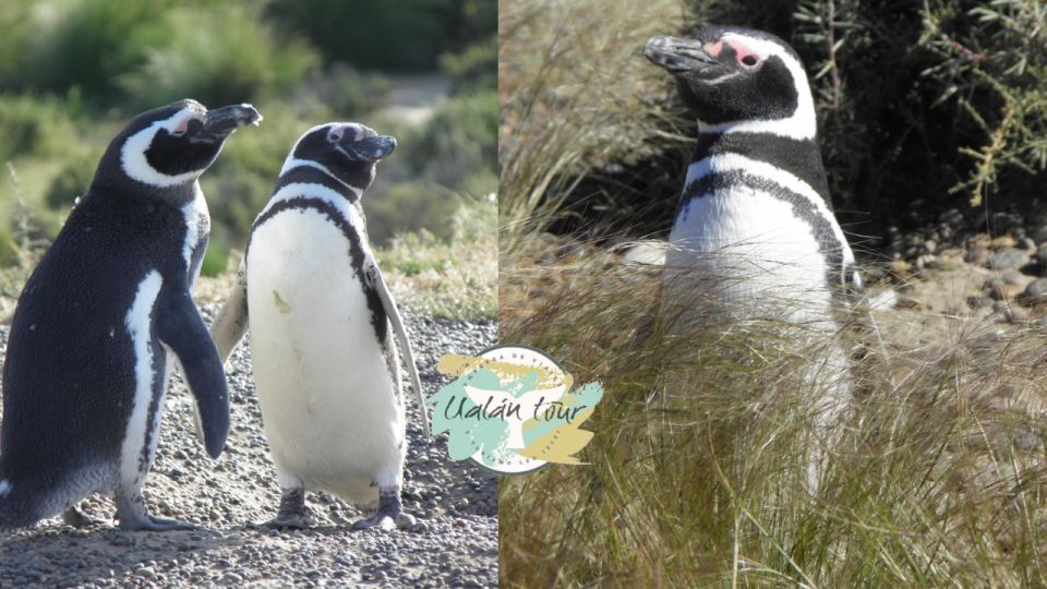 Punta Tombo: Shore Excursion for Cruise Passengers - Wildlife Experience