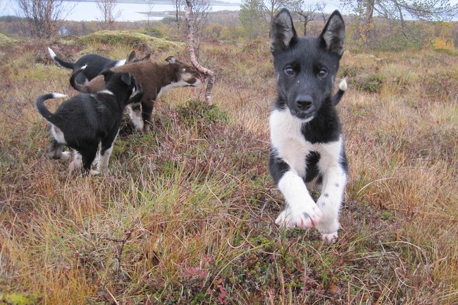 Puppy Training Experience at a Husky Farm in Tromso - Itinerary Breakdown