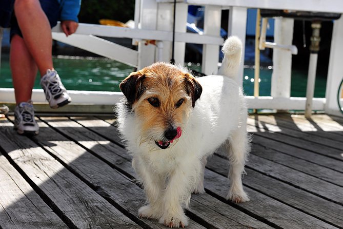 Queen Charlotte Sound Mail Boat Cruise - Wildlife Spotting