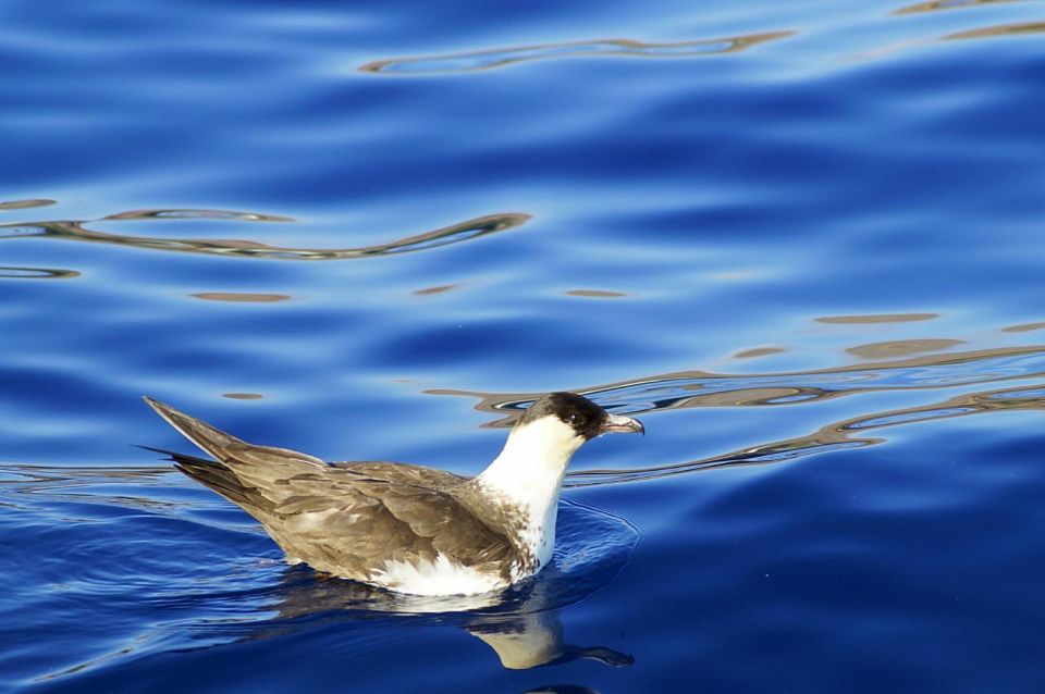 Quinta Do Lord: Baia D'abra Water Taxi - Scenic Route Highlights