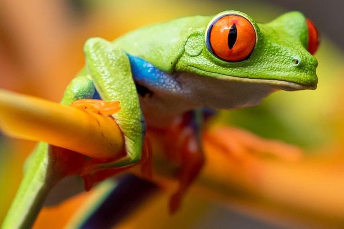 Rainforest Bijagua Ranas Costa Rica Excursions Travels - Meet the Knowledgeable Guides