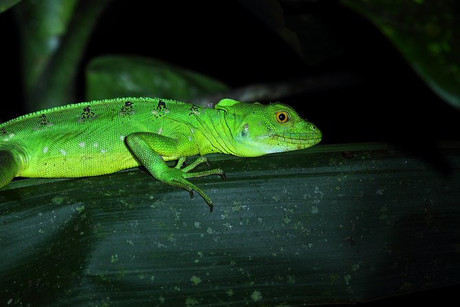 Rainforest Night Walk and Authentic Costa Rican Dinner From La Fortuna - Meeting and Pickup Information
