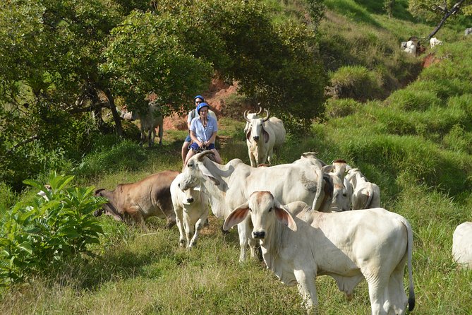 Rancho Típico Don Juan, Horseback Riding Tour - Tour Inclusions