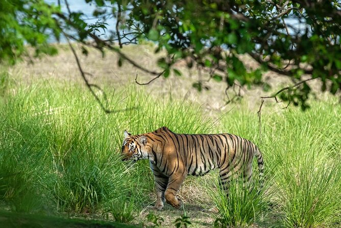 Ranthambore Day Trip From Jaipur With Jeep / Canter Safari - Pickup Locations