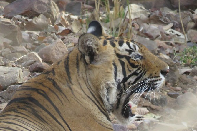Ranthambore National Park Private Gypsy Safari With Tickets - Pricing and Payment Information