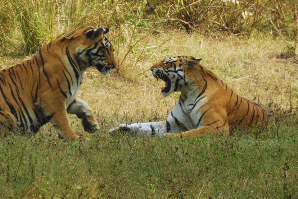 Ranthambore: Skip-the-Line Tiger Safari in Sharing Canter - Best Wildlife Viewing Seasons