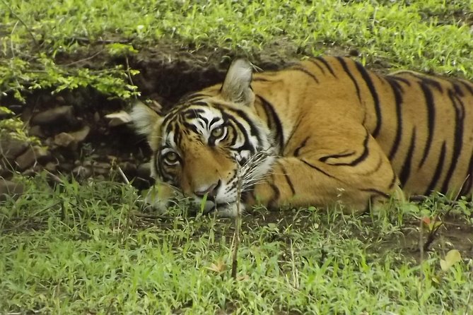 Ranthambore Tiger Safari Day Trip From Jaipur - All Inclusive - Pickup and Meeting Points