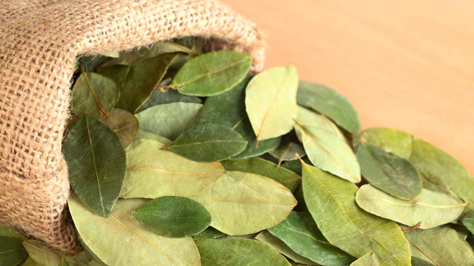 Reading Your Future in Coca Leaf in English - What to Expect