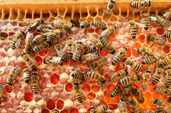 Reagan's Honey Beekeeping Adventure - Booking Your Experience