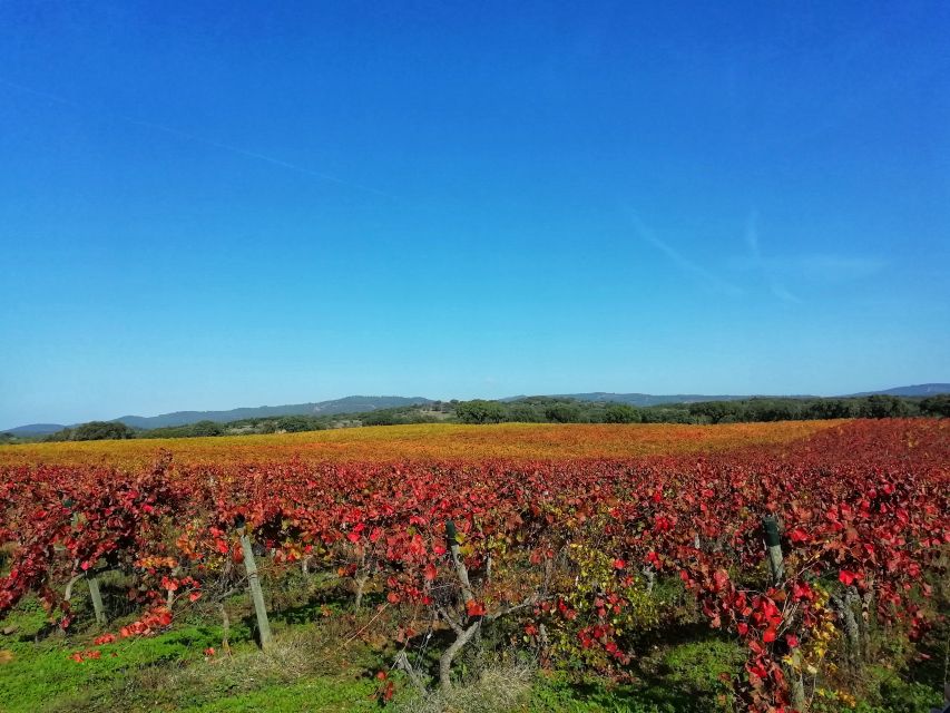 Redondo: Walk in the Cork Forest With Lunch & Wine Tasting - Discovering Local Wildlife