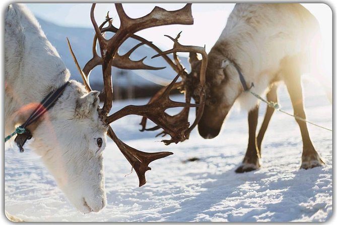 Reindeer Feeding & Saami Culture - Exploring Sámi Culture