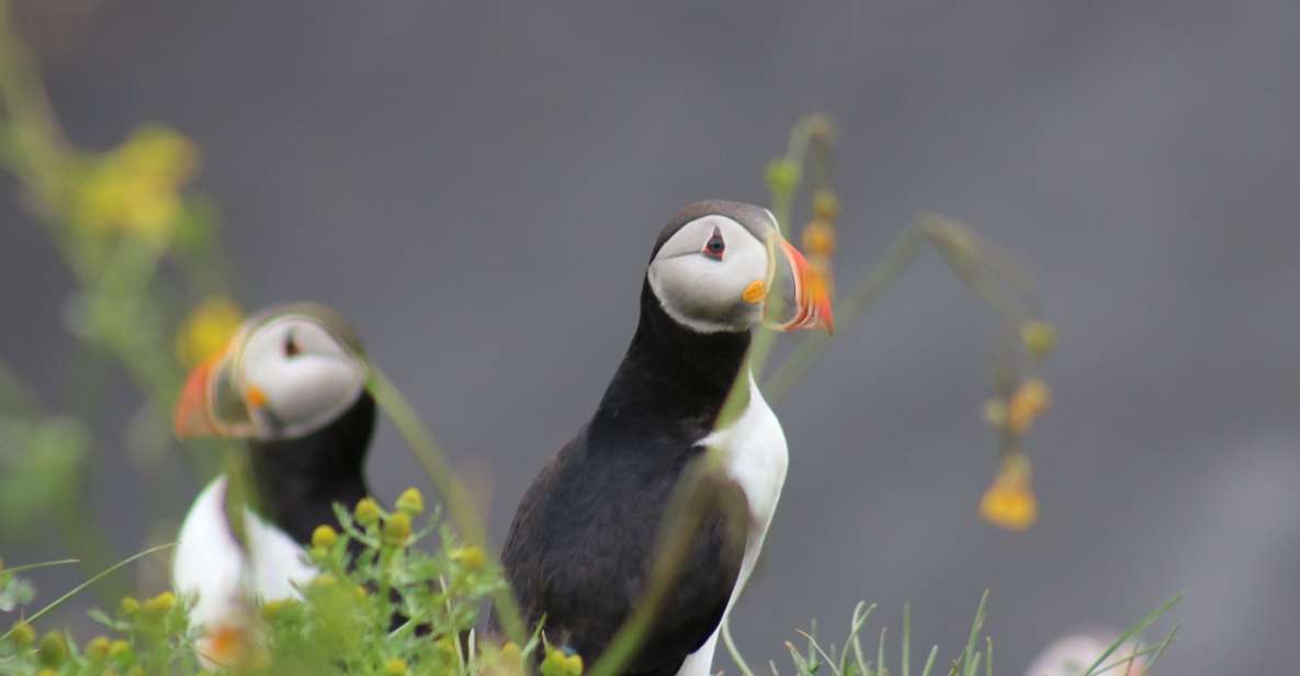 Reykjavik: 1-Hour Puffin Watching Tour - Wildlife Viewing Details