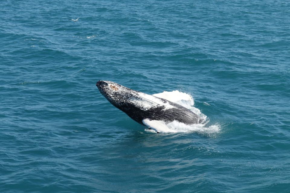 Reykjavik: Best Value Whale Watching Boat Tour - Starting Location and Check-in