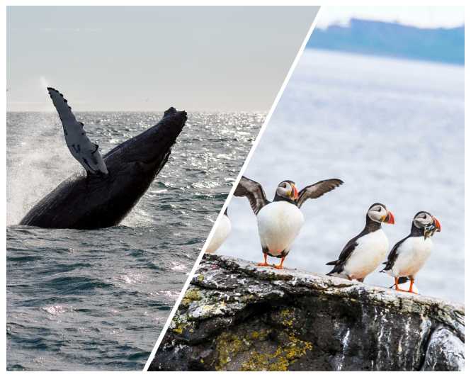 Reykjavik: Whale Watching and Puffin Excursion - Tour Itinerary Details