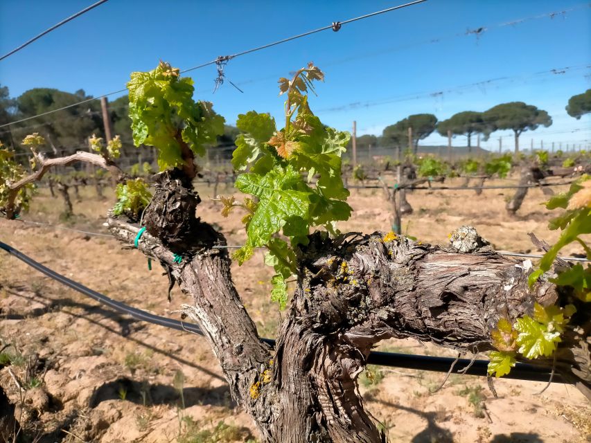 Ribera Del Duero: Wine Tour From Madrid - English or Spanish - Wine Tasting Experience