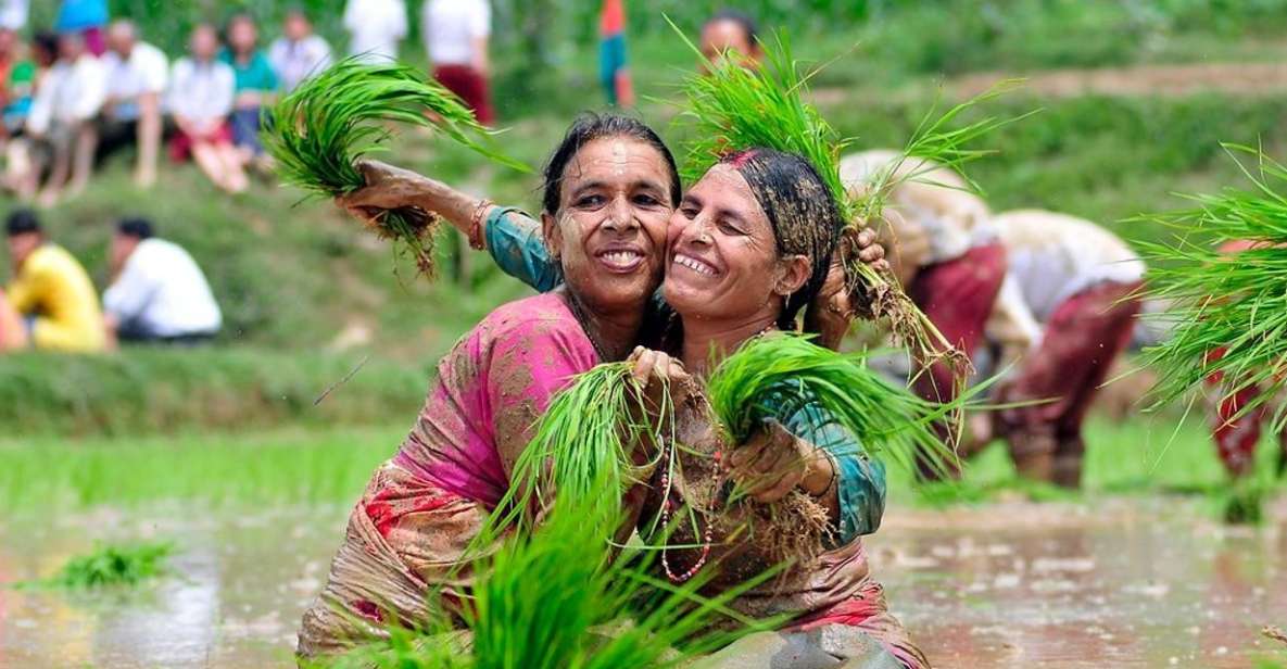 Rice Planting in Nepal - Ideal Weather Conditions