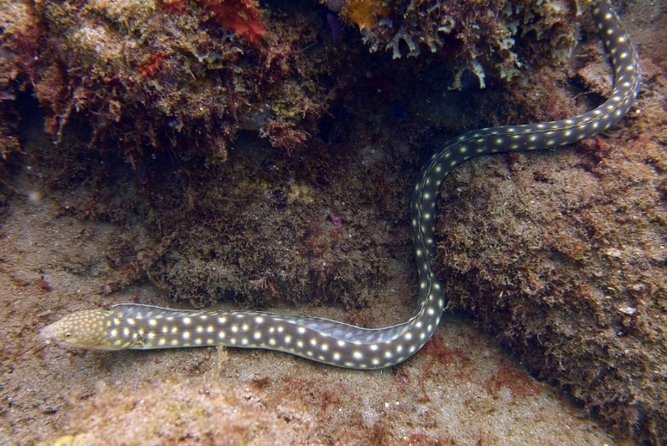 Rincon Snorkeling Adventure - Exploring the Underwater World