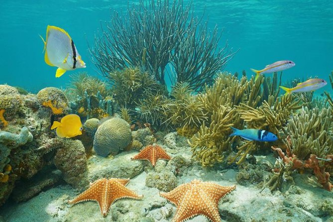 Roatan 3 Stop Snorkeling Adventure, Shipwreck, Starfish & Blue Channel - Whats Included in the Tour